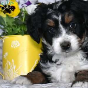 Nova, Mini Bernedoodle Puppy