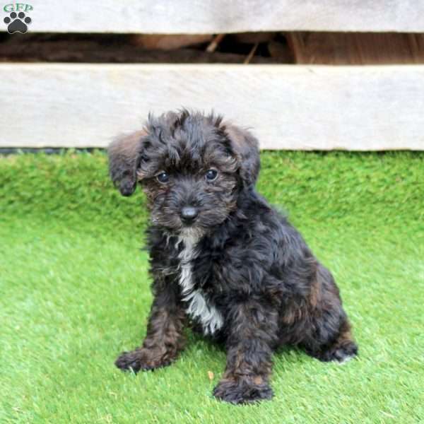 Nugget, Mini Schnoodle Puppy