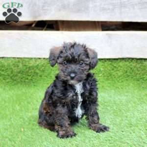 Nugget, Mini Schnoodle Puppy