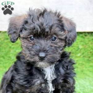 Nugget, Mini Schnoodle Puppy
