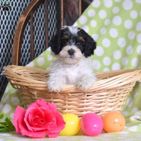 Nugget, Mini Bernedoodle Puppy