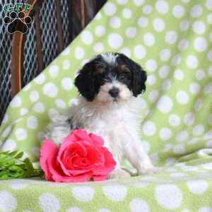 Nugget, Mini Bernedoodle Puppy