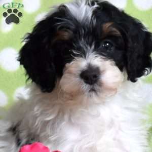 Nugget, Mini Bernedoodle Puppy