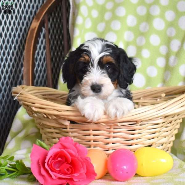Nutmeg, Mini Bernedoodle Puppy