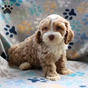 Nutter Butter, Cockapoo Puppy