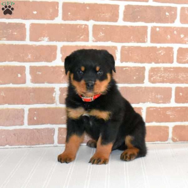 Oakley, Rottweiler Puppy