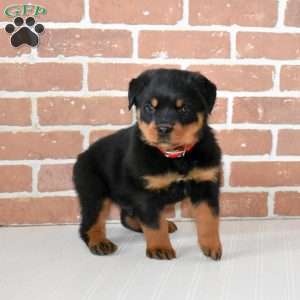 Oakley, Rottweiler Puppy