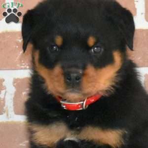 Oakley, Rottweiler Puppy