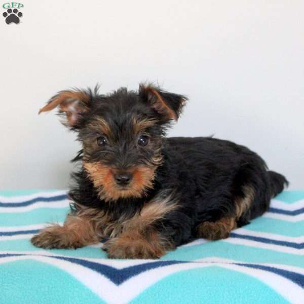 Ocean, Yorkie Puppy