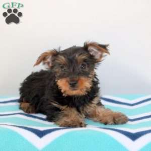 Ocean, Yorkie Puppy