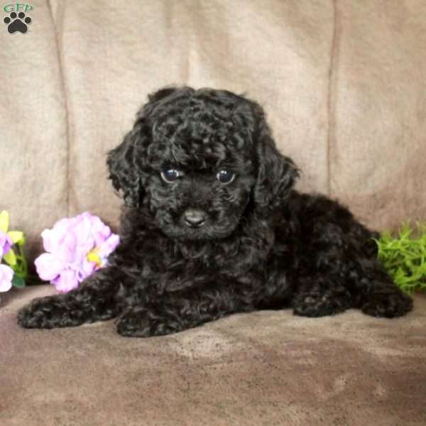 Odessa, Toy Poodle Puppy