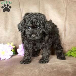 Odessa, Toy Poodle Puppy