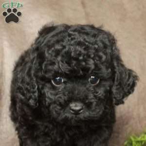 Odessa, Toy Poodle Puppy