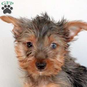 Oliver, Yorkie Puppy