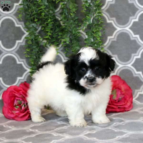 Oliver, Shih Tzu Puppy