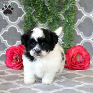 Oliver, Shih Tzu Puppy