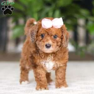 Olivia, Cavapoo Puppy
