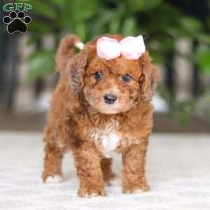 Olivia, Cavapoo Puppy