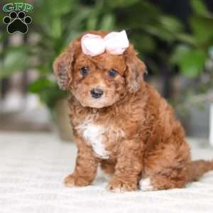 Olivia, Cavapoo Puppy