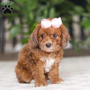 Olivia, Cavapoo Puppy