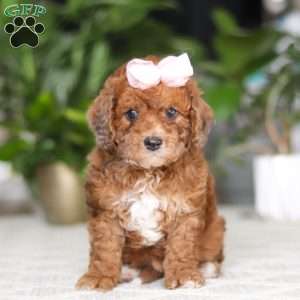 Olivia, Cavapoo Puppy