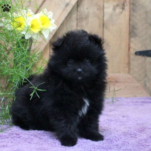 Olivia, Pomeranian Puppy