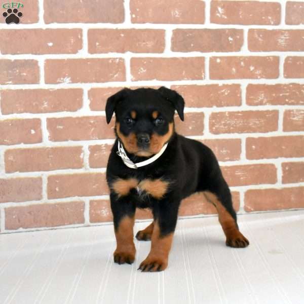 Olivia, Rottweiler Puppy