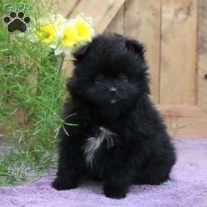 Olivia, Pomeranian Puppy