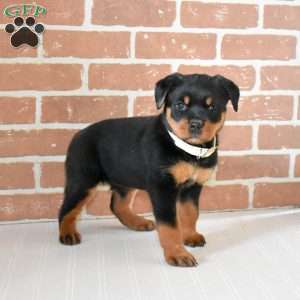 Olivia, Rottweiler Puppy