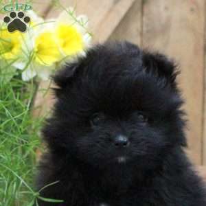 Olivia, Pomeranian Puppy