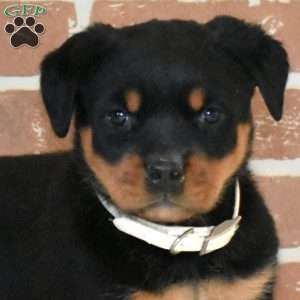 Olivia, Rottweiler Puppy
