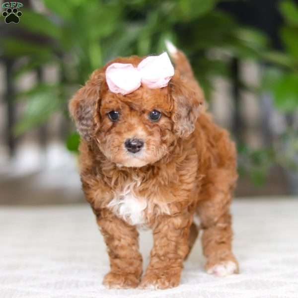 Olivia, Cavapoo Puppy