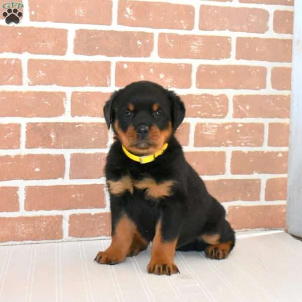 Ollie, Rottweiler Puppy