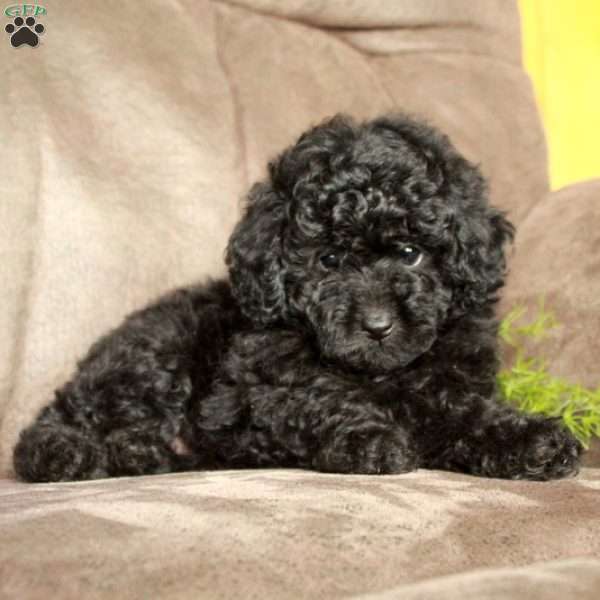 Ollie, Toy Poodle Puppy