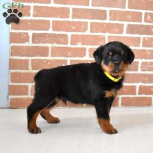 Ollie, Rottweiler Puppy
