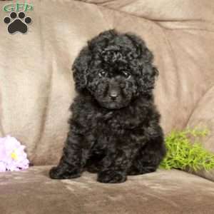 Ollie, Toy Poodle Puppy
