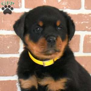 Ollie, Rottweiler Puppy