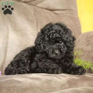 Ollie, Toy Poodle Puppy