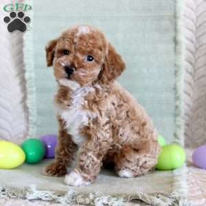Ollie, Toy Poodle Puppy