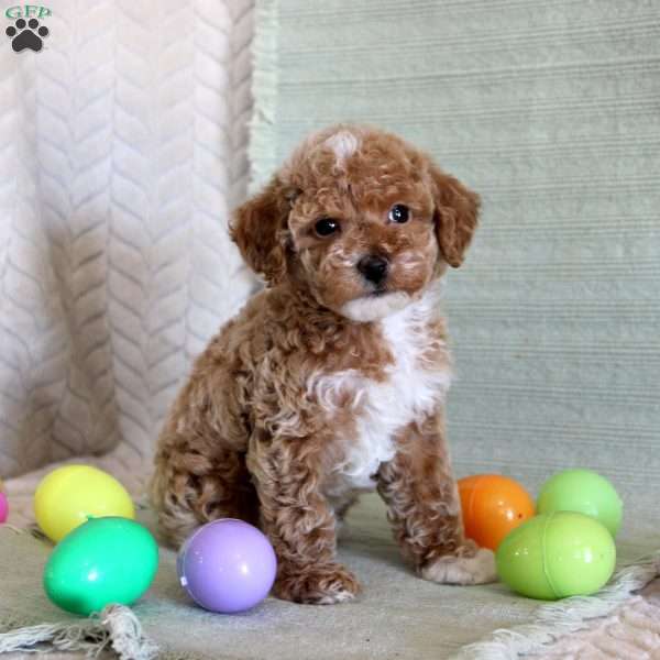 Ollie, Toy Poodle Puppy