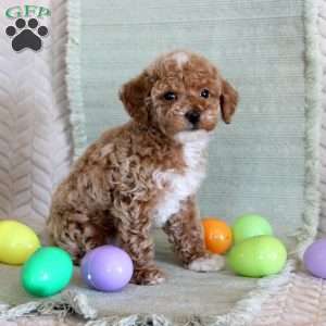 Ollie, Toy Poodle Puppy