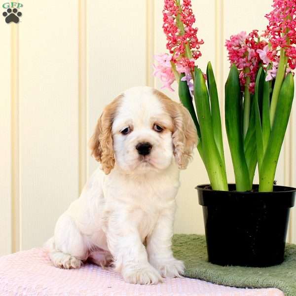 Olly, Cocker Spaniel Puppy