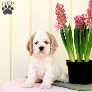 Olly, Cocker Spaniel Puppy