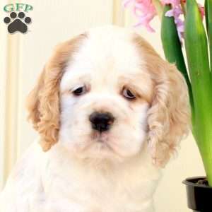 Olly, Cocker Spaniel Puppy