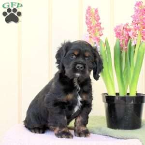 Onix, Cocker Spaniel Puppy