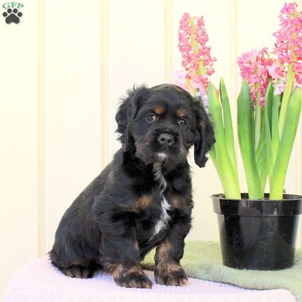 Onix, Cocker Spaniel Puppy