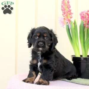 Onix, Cocker Spaniel Puppy