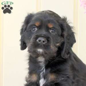 Onix, Cocker Spaniel Puppy