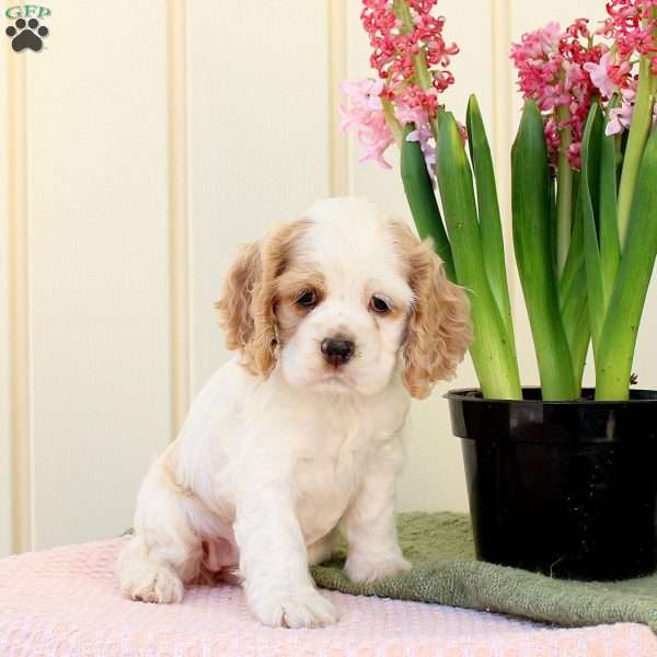 Orchid, Cocker Spaniel Puppy
