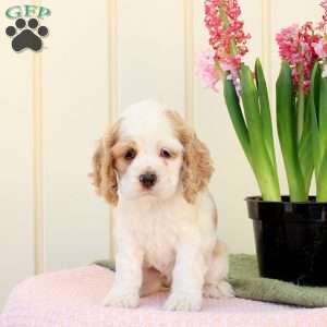 Orchid, Cocker Spaniel Puppy